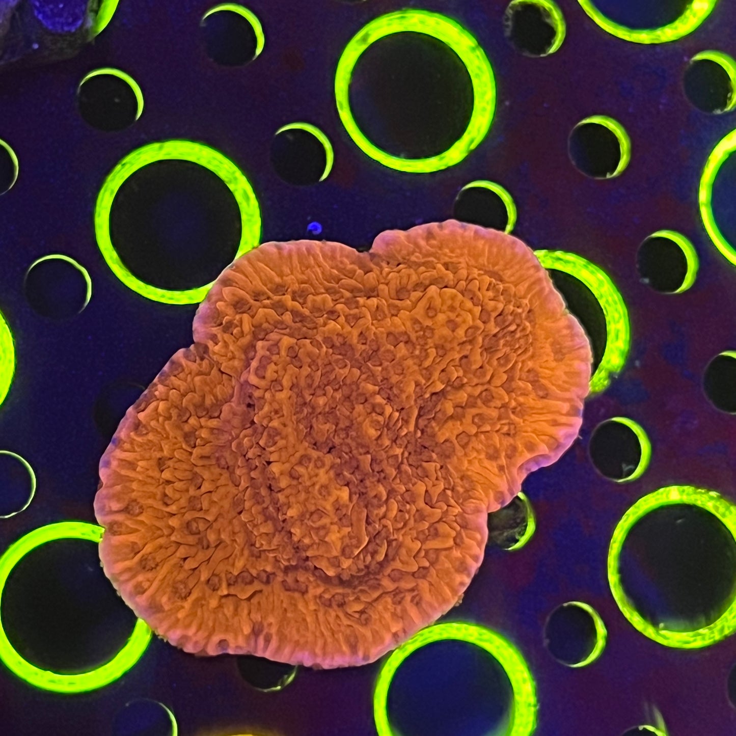 Red Monti Cap