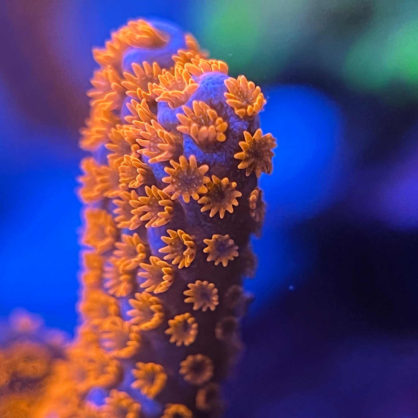 Forest Fire Digitata