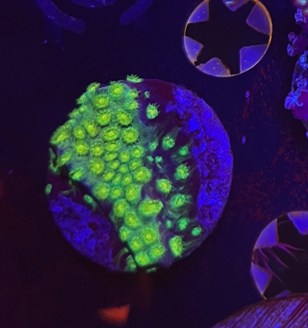 Assorted Cyphastrea