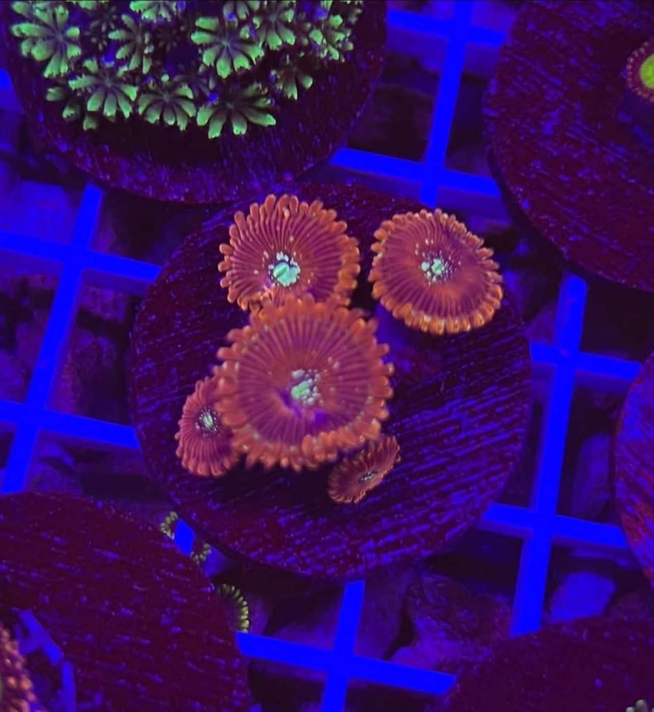 Magician Zoa