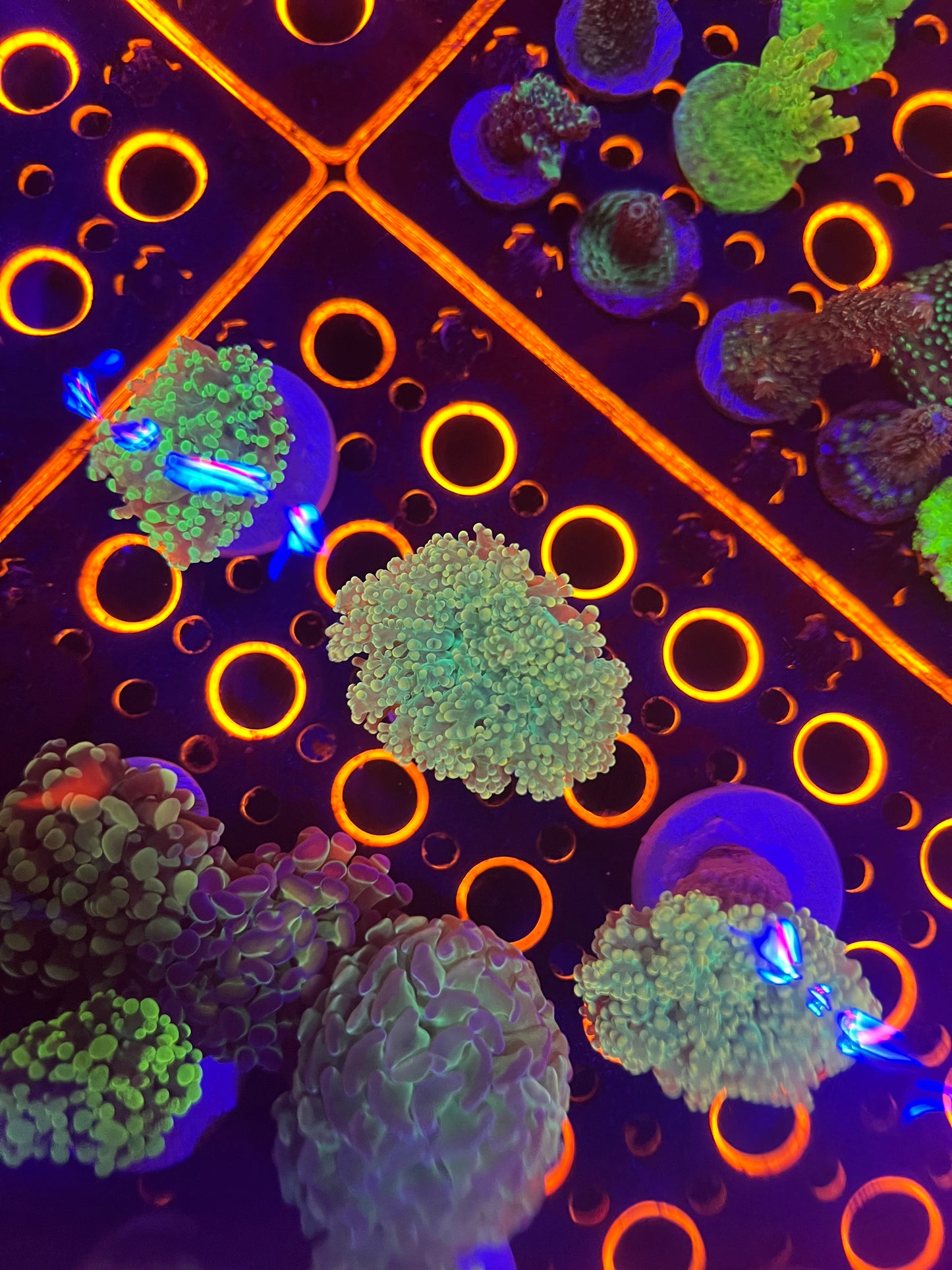 Orange Frogspawn Yaemensis