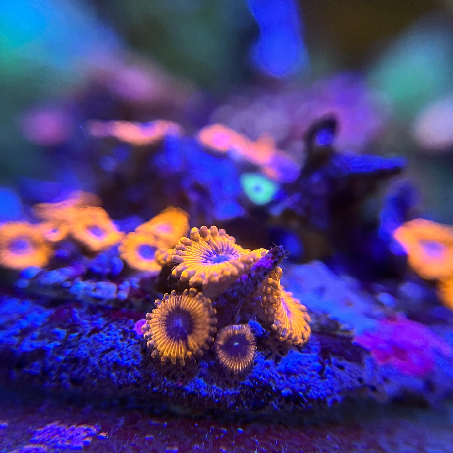 Lunar Eclipse Zoanthid