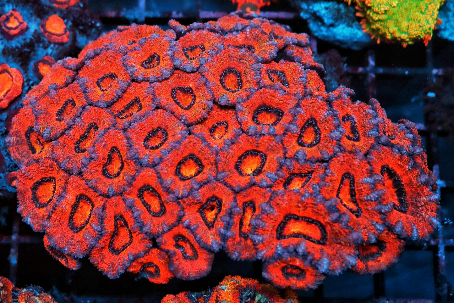 Inferno Core Acan Lord
