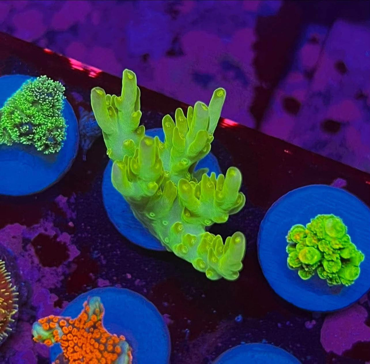 ACI Rose Petal Acro