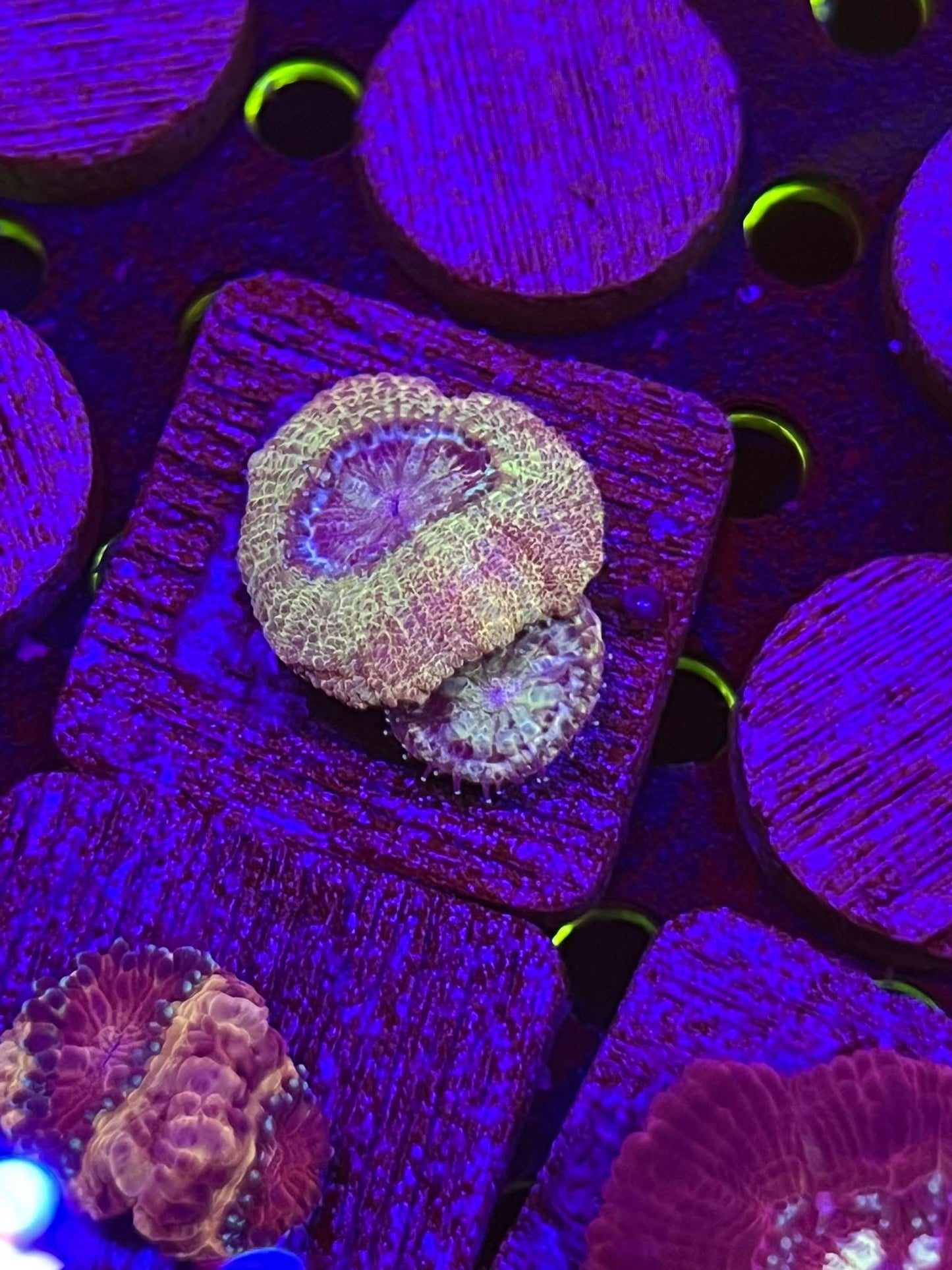 Golden Lantern Asian Acan
