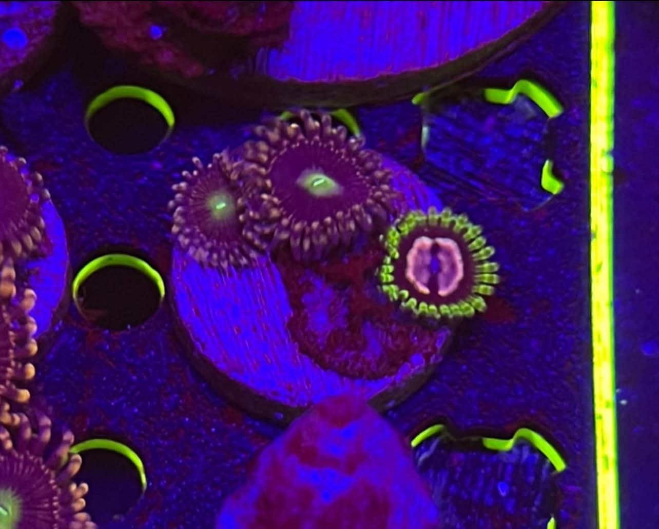 Bozo Birthday/Purple Monster Zoa