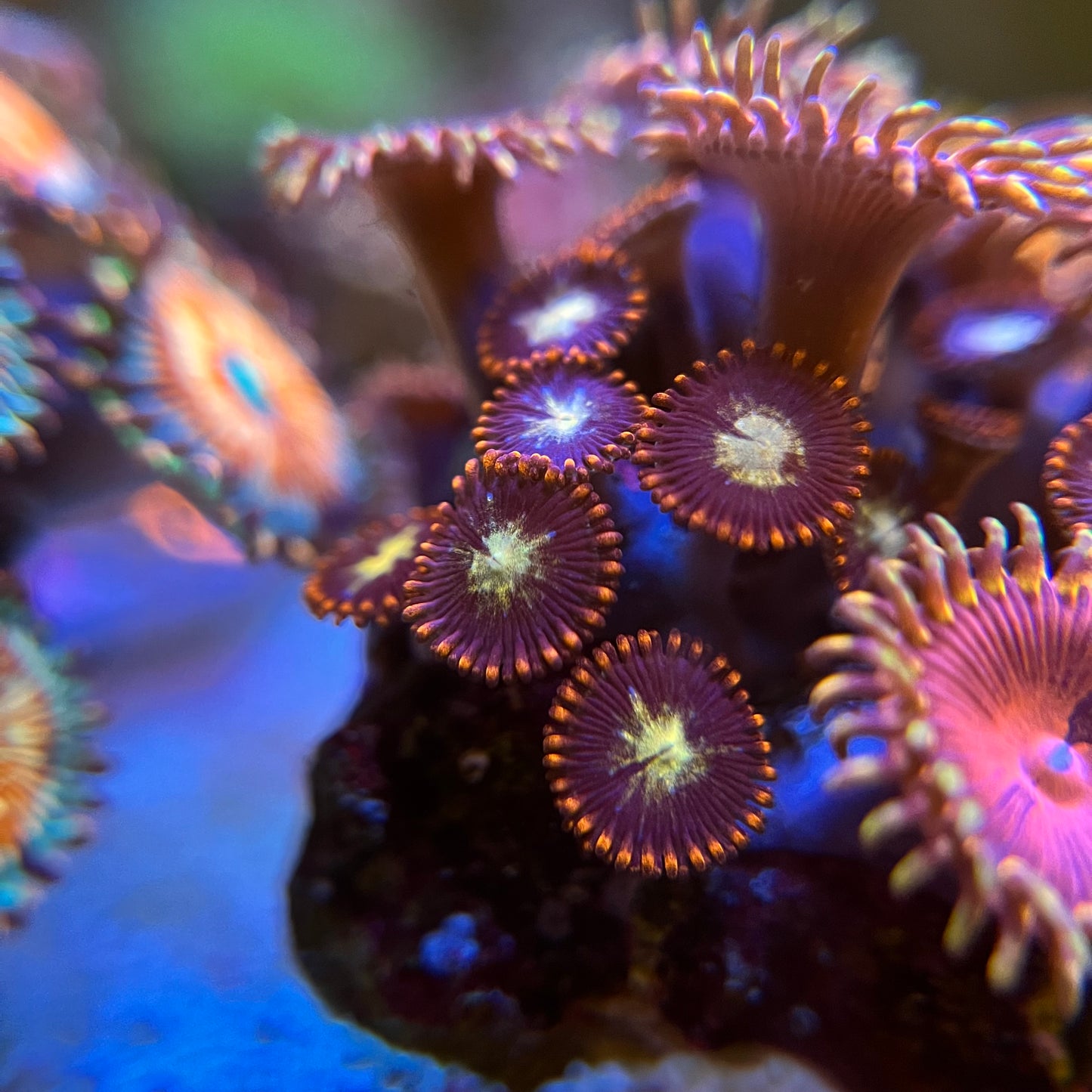 Firecracker Zoanthid