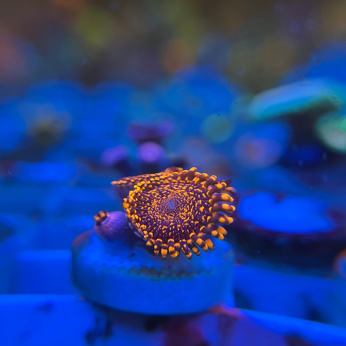 Nightmare Zoanthid
