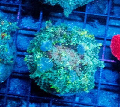 Ghost Bounce Mushroom