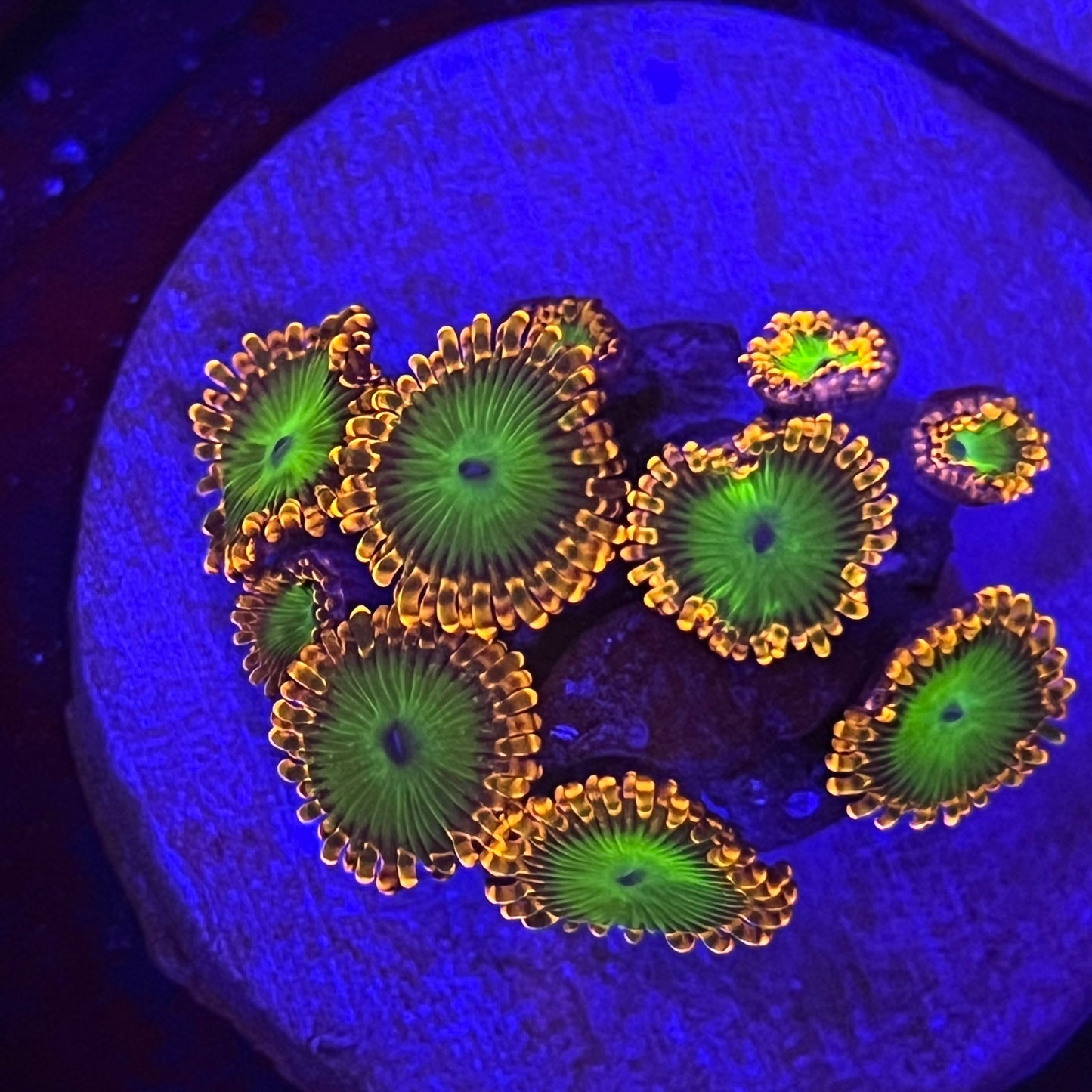 Oompa Loompa Zoanthid