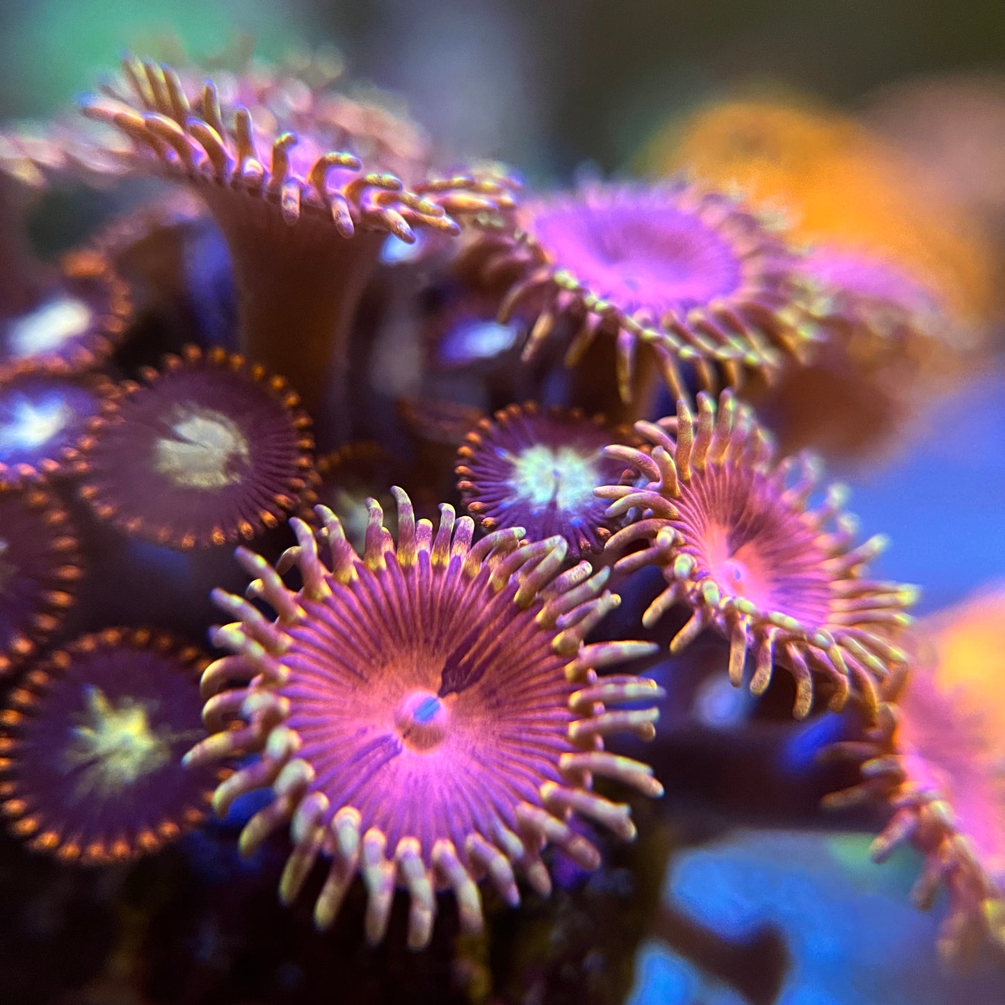 Aphrodite Zoanthid