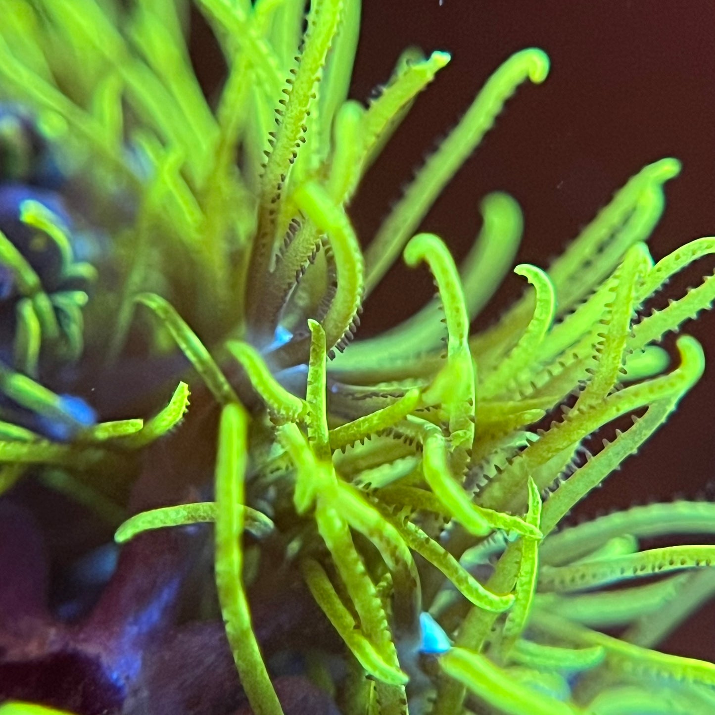 Hells Whip Green Star Polyp