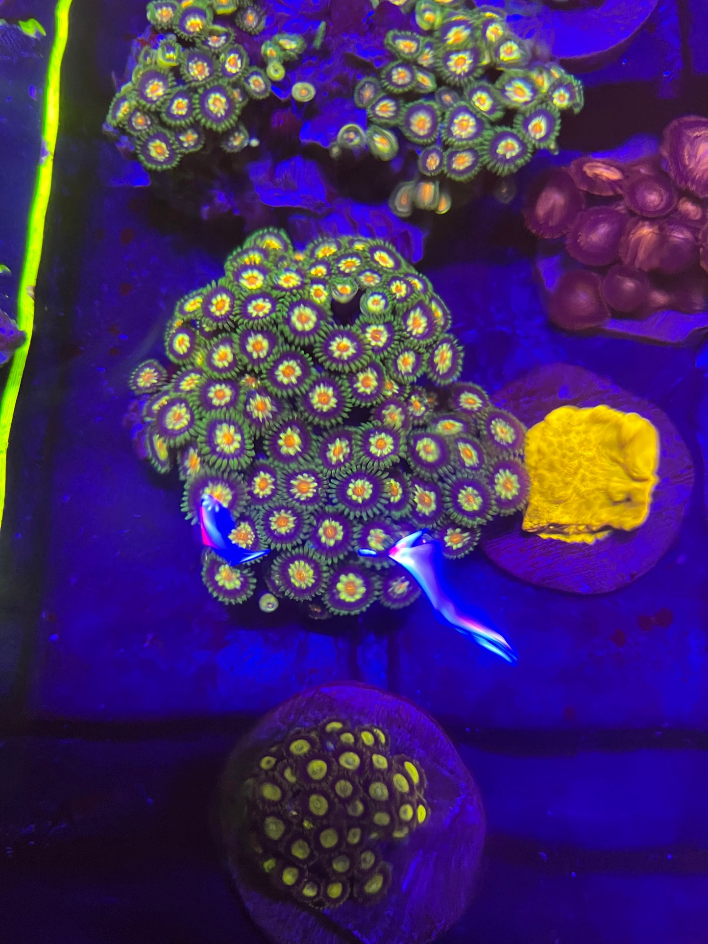 JF Stargazer Colony