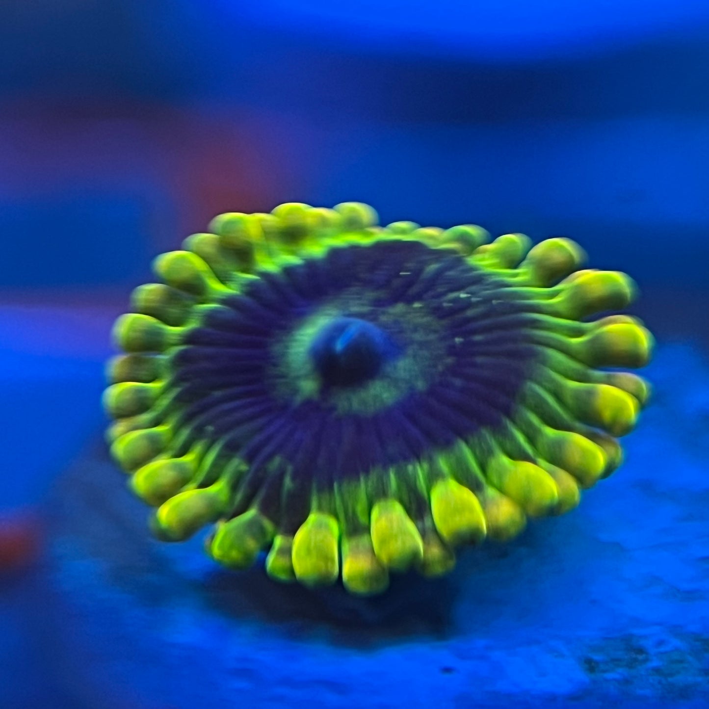 Rainbow Yoda Zoanthid