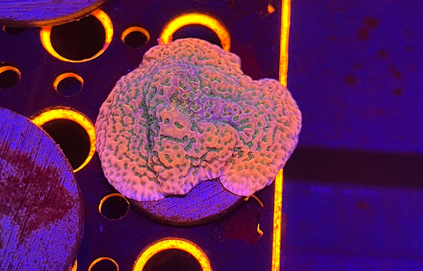 Barney the Dinosaur Montipora