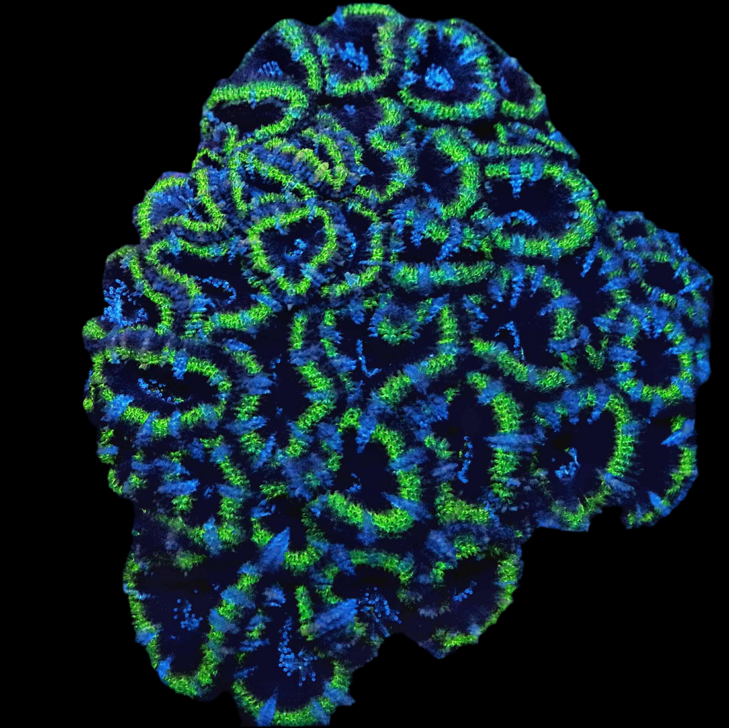 Emerald Eclipse Acan Lord