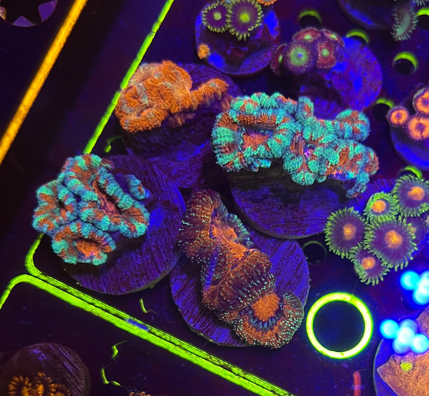 Assorted Acan Lord.