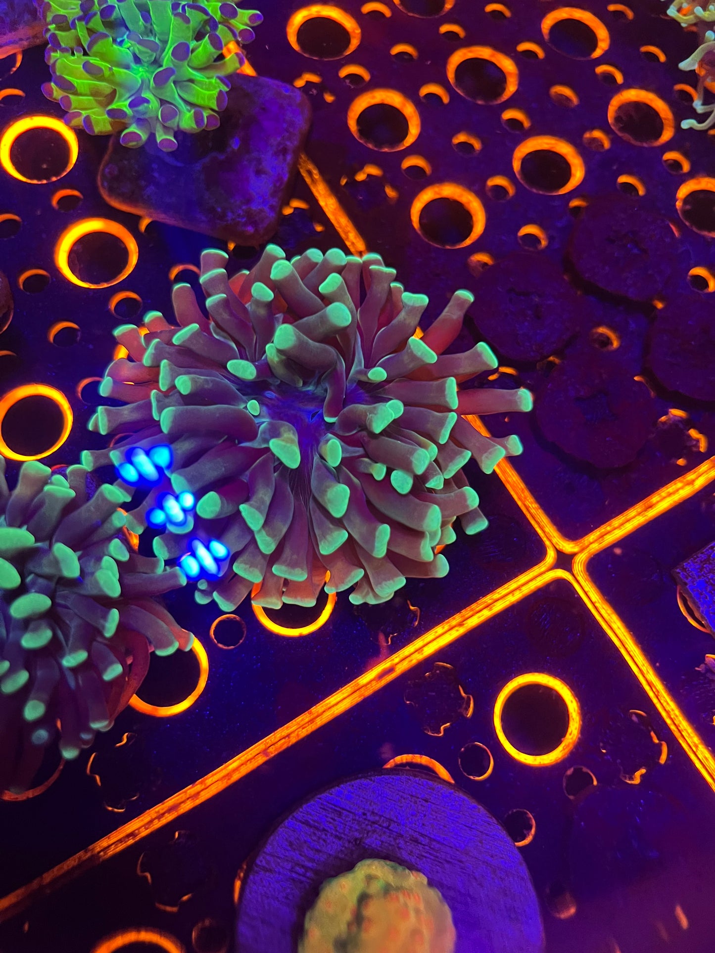 Green Tip Branching Hammer