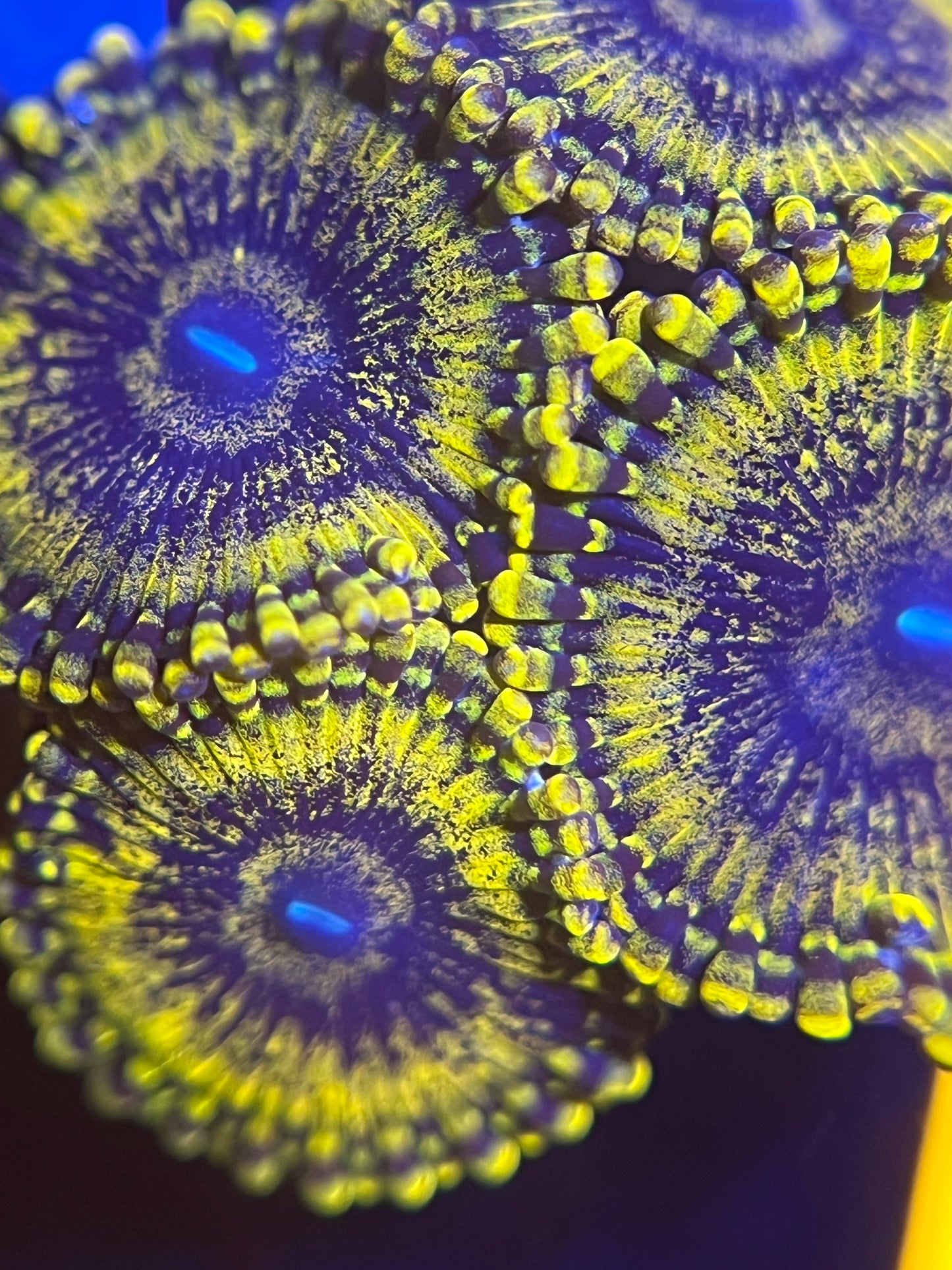 Scarface Zoa