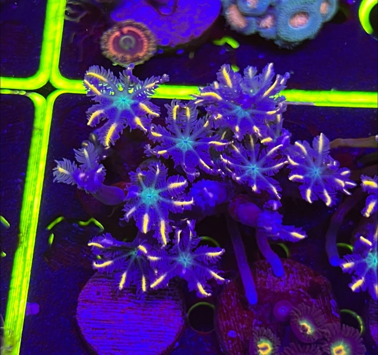 Orange Clove polyp