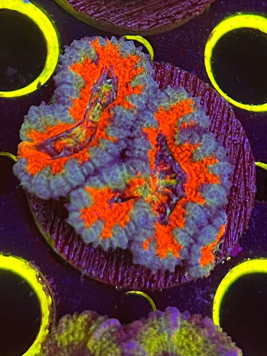 Rainbow Acan Lord