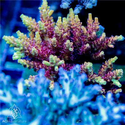 ACI Shenanigans Acropora