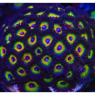 ACI Bob Marley Zoa