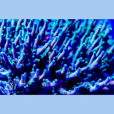 ACI Larry the Lokani Acropora