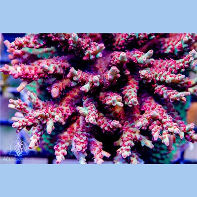 ACI Macna 09 Acropora