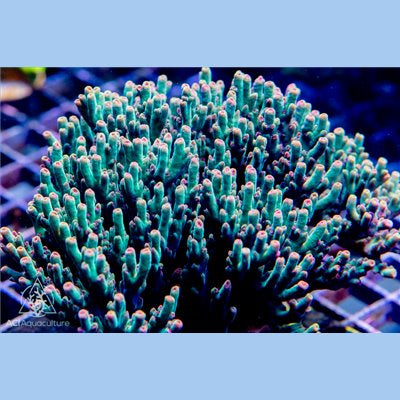 ACI Hyperberry Acropora