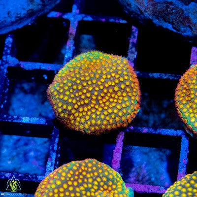 ACI Sanjay's Fire Porites