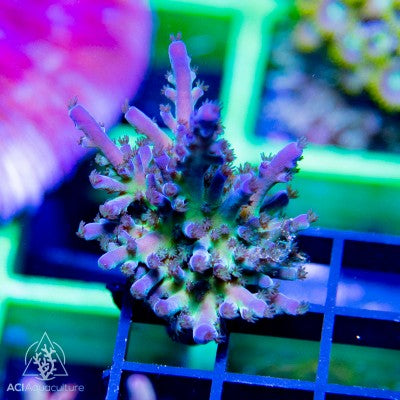ACI Cali Tort