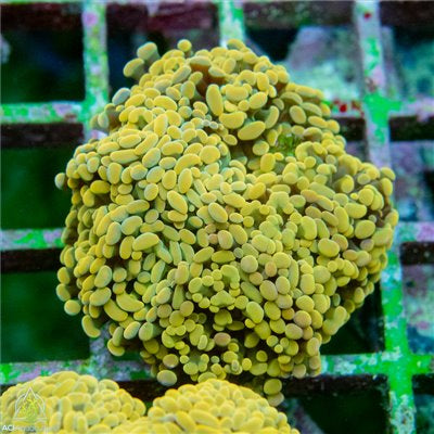 Euphyllia paraancora - Branching Hammer 6+ polyps