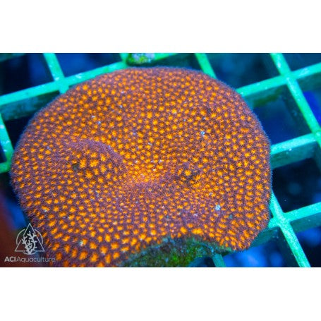Orange Leptastrea colony