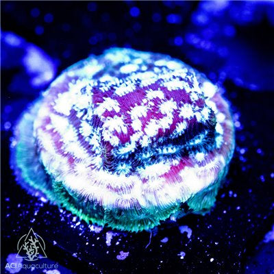 ACI Freeze Factor Leptoseris