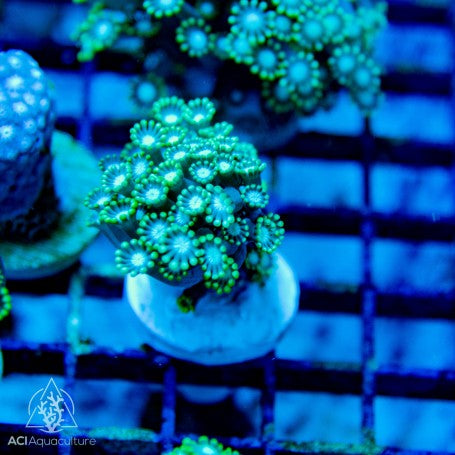 Green Branching Alveopora