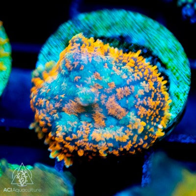 Ultra Rhodactis Bullseye Mushroom