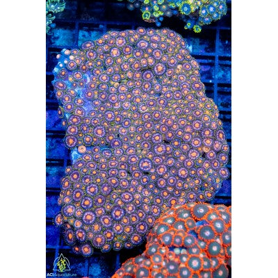Zoanthid spp. Ultra (S)