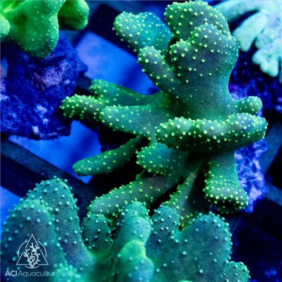 Green Polyp Devil Hand Leather