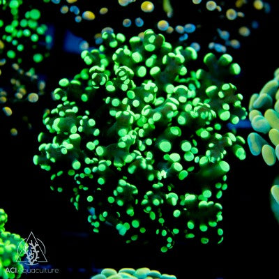 Neon Green Tip Frogspawn