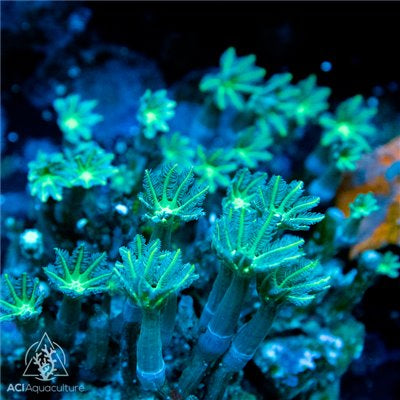 Toxic Green Clove Polyp Colony