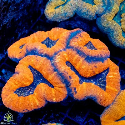 Multi Color Lobophyllia (M/L)