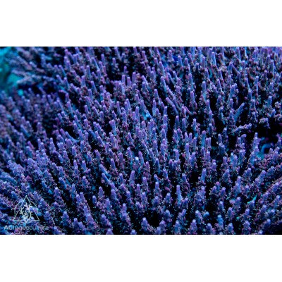 ACI Crimson Acropora