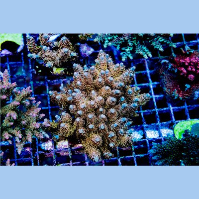 ACI Dirty Insanity Acropora tenuis