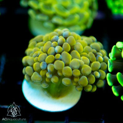 Gold/Orange branching hammer - Ultra Grade