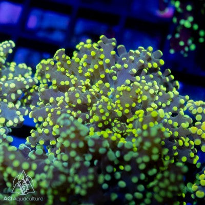 Euphyllia yaeyamaensis - Neon Green / Yellow