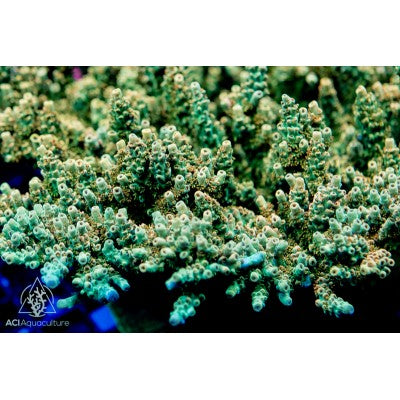 ACI Gold Rush Acropora hyacinthus