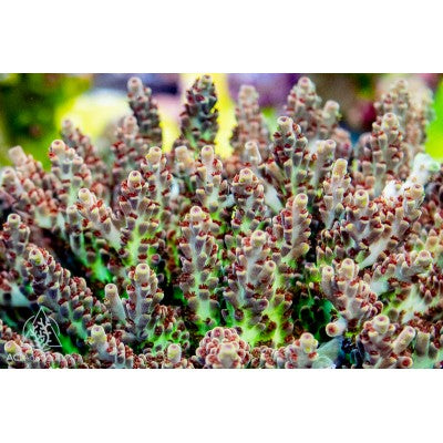 ACI Holiday Rave Acropora