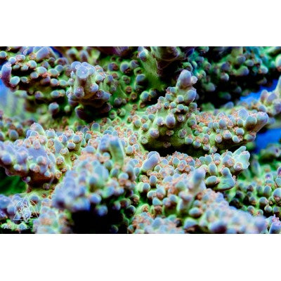 ACI Hydra Force Acropora sp