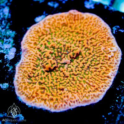 ACI Tropicana Montipora